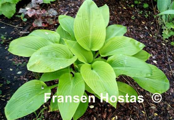 Hosta Paradise Road